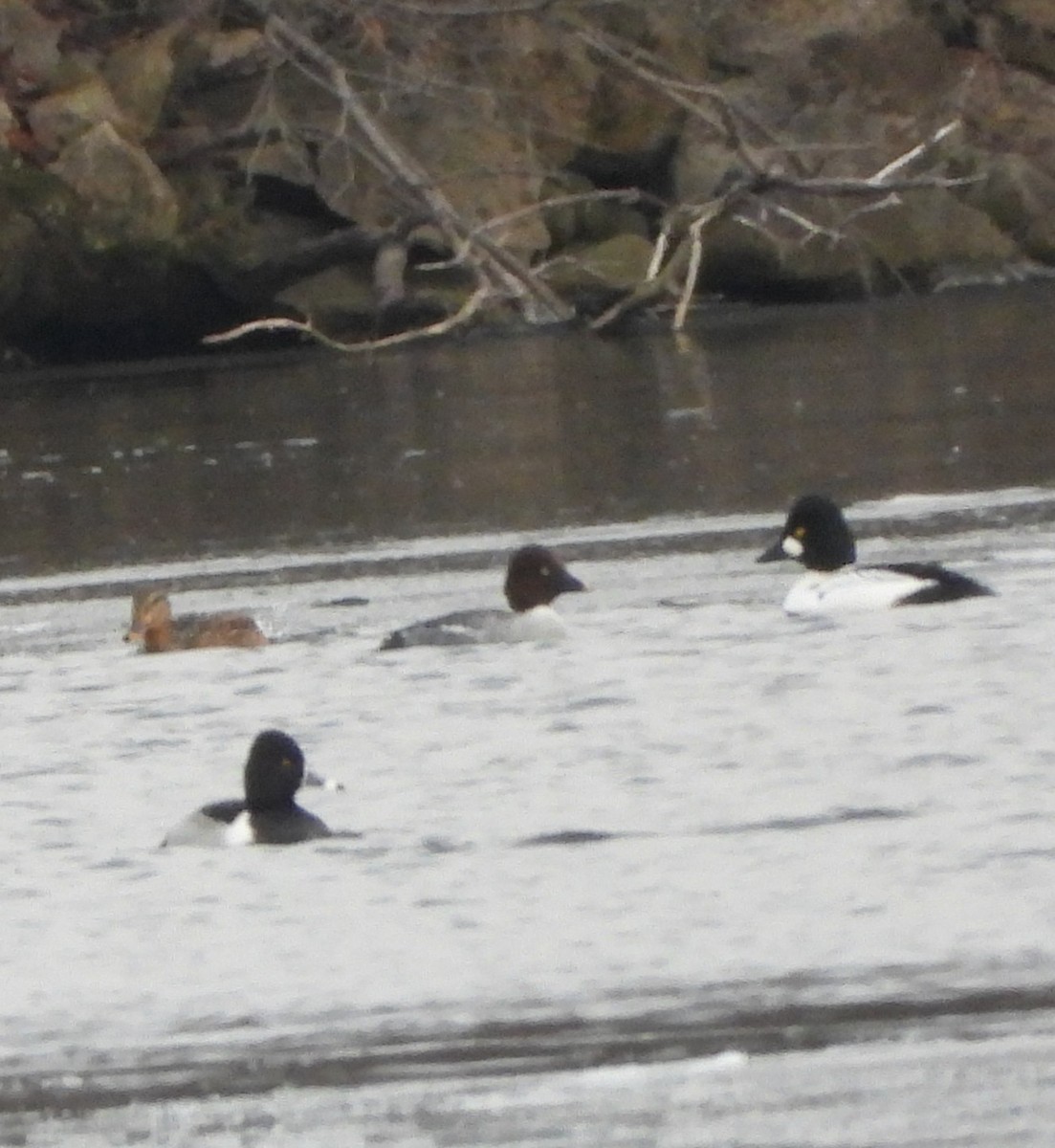 Zerra handia - ML647508722