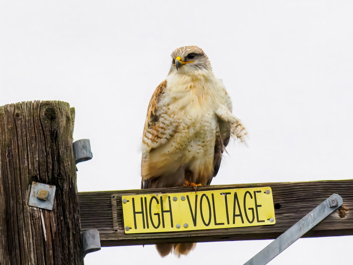 Ferruginous Hawk - ML647508723