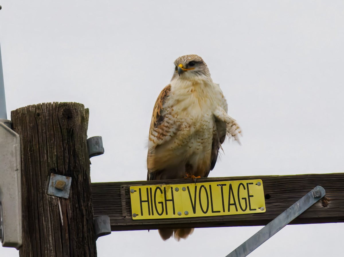 Ferruginous Hawk - ML647508724