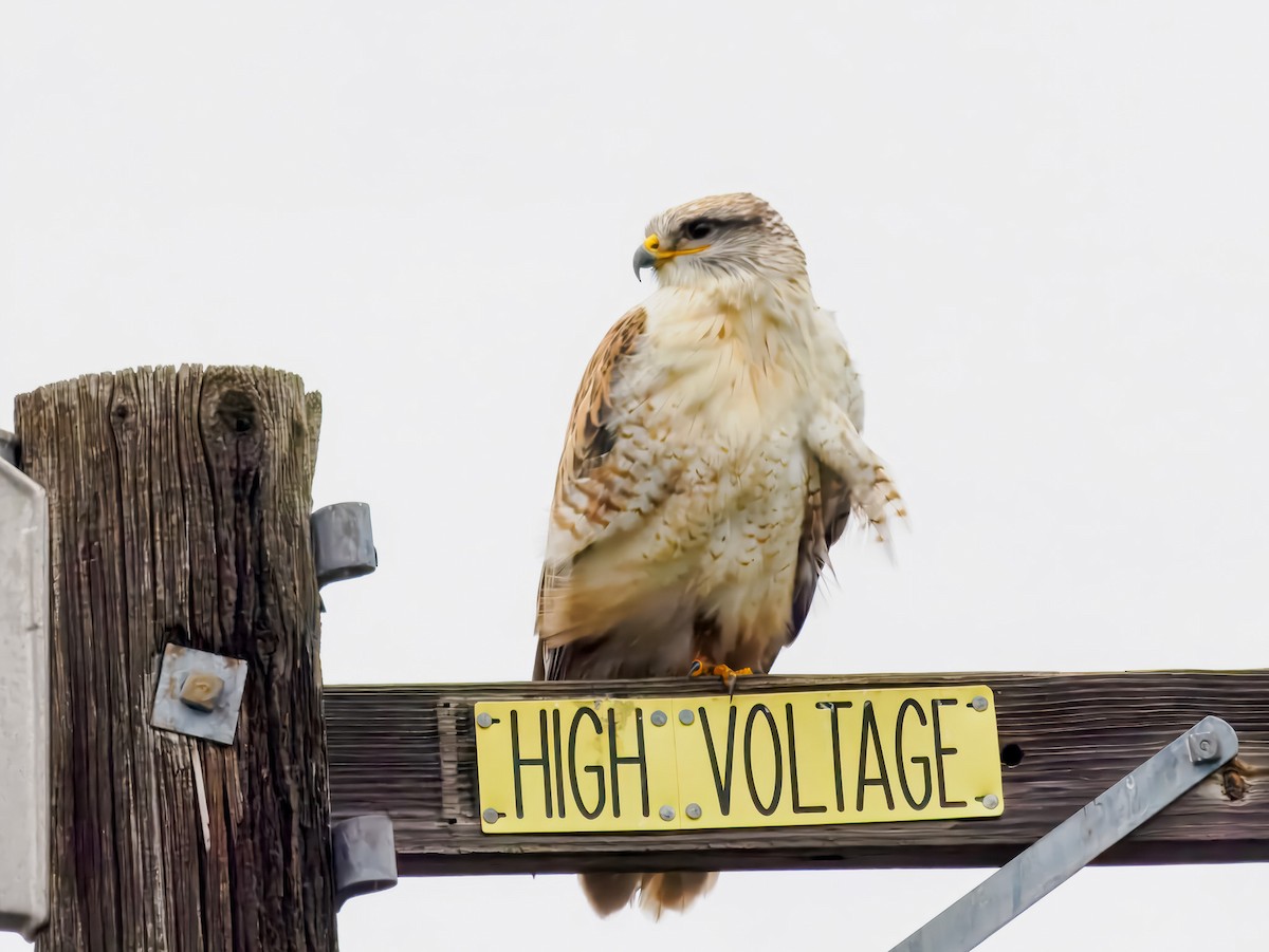 Ferruginous Hawk - ML647508725