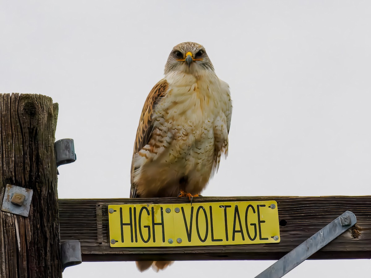 Ferruginous Hawk - ML647508726