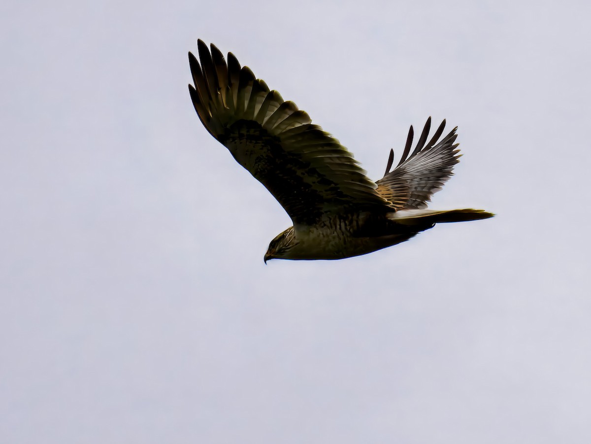 Ferruginous Hawk - ML647508727