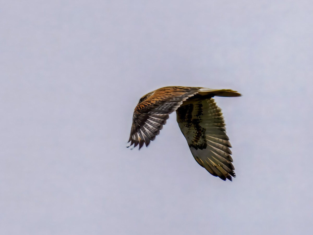 Ferruginous Hawk - ML647508729