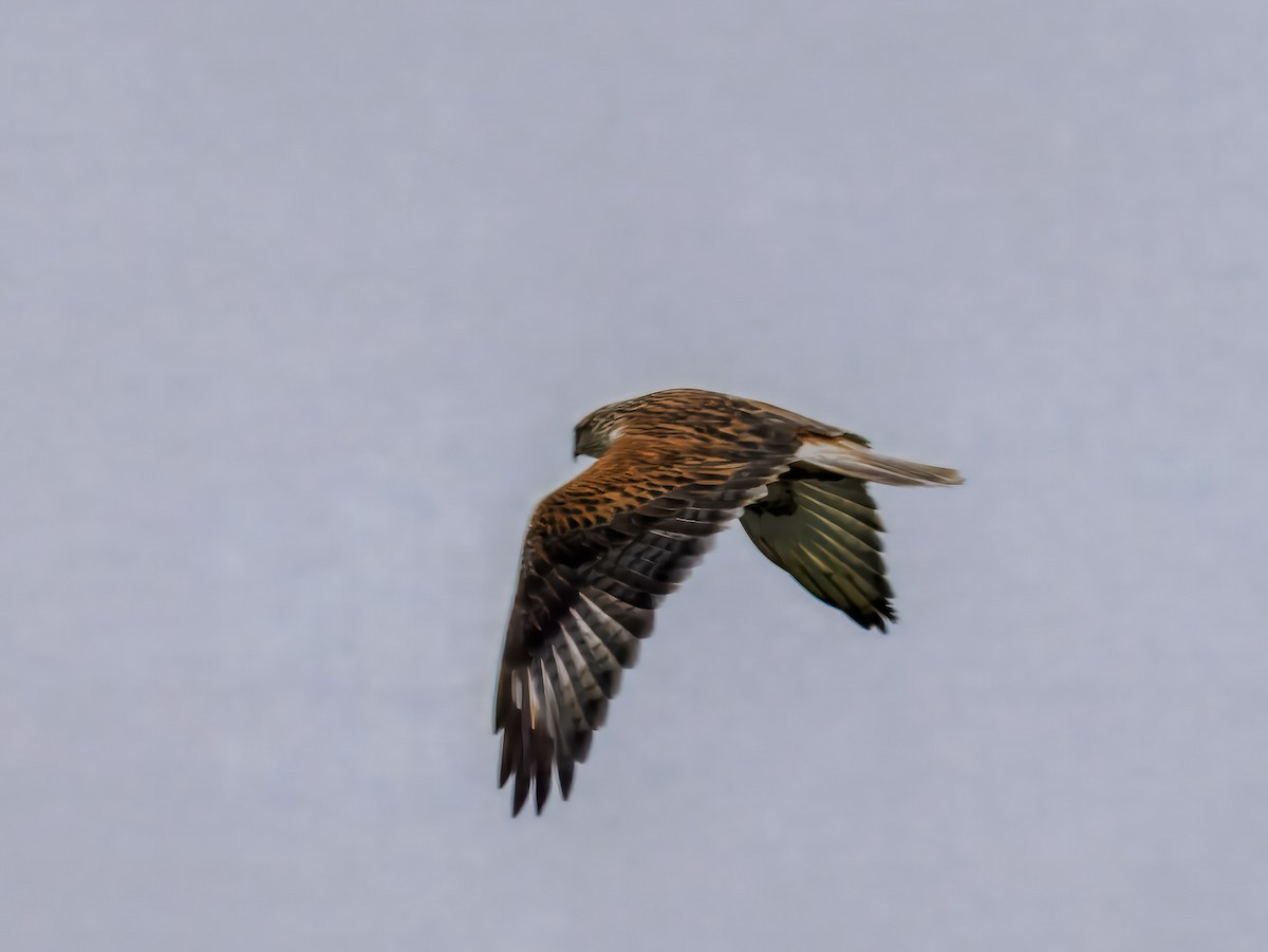 Ferruginous Hawk - ML647508730