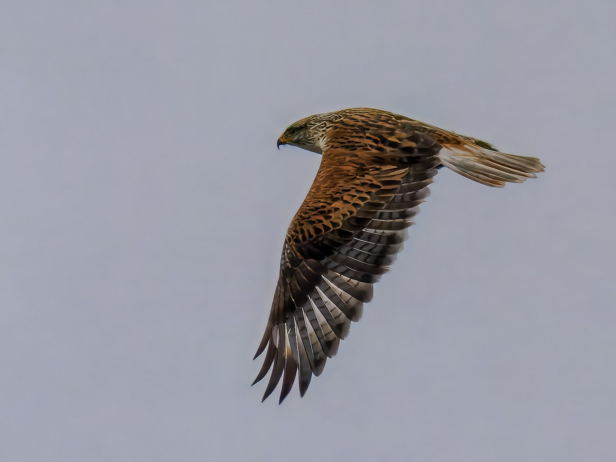 Ferruginous Hawk - ML647508732