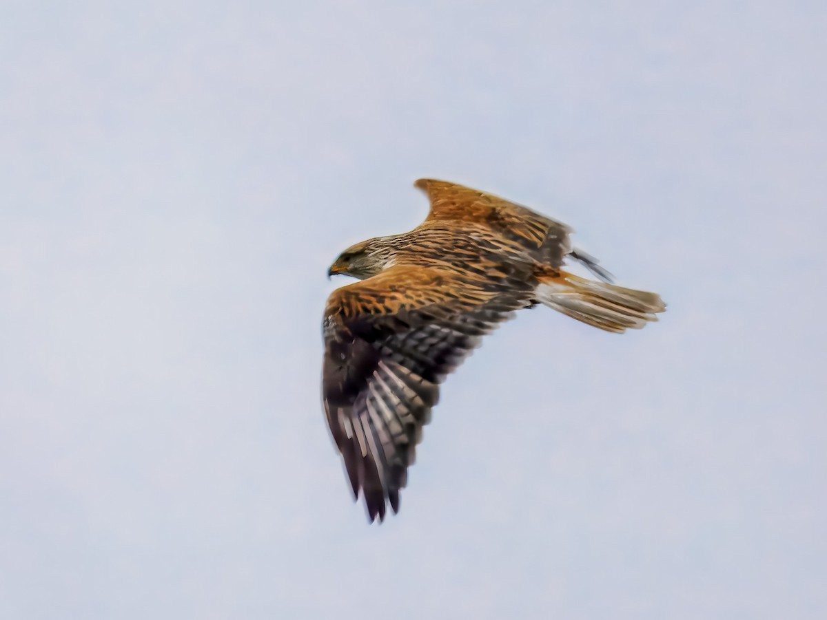Ferruginous Hawk - ML647508733