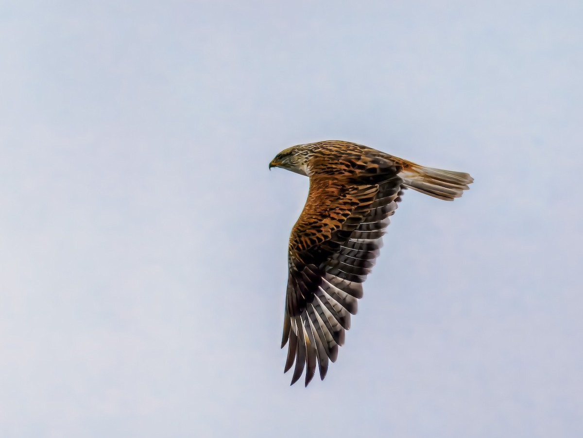 Ferruginous Hawk - ML647508734