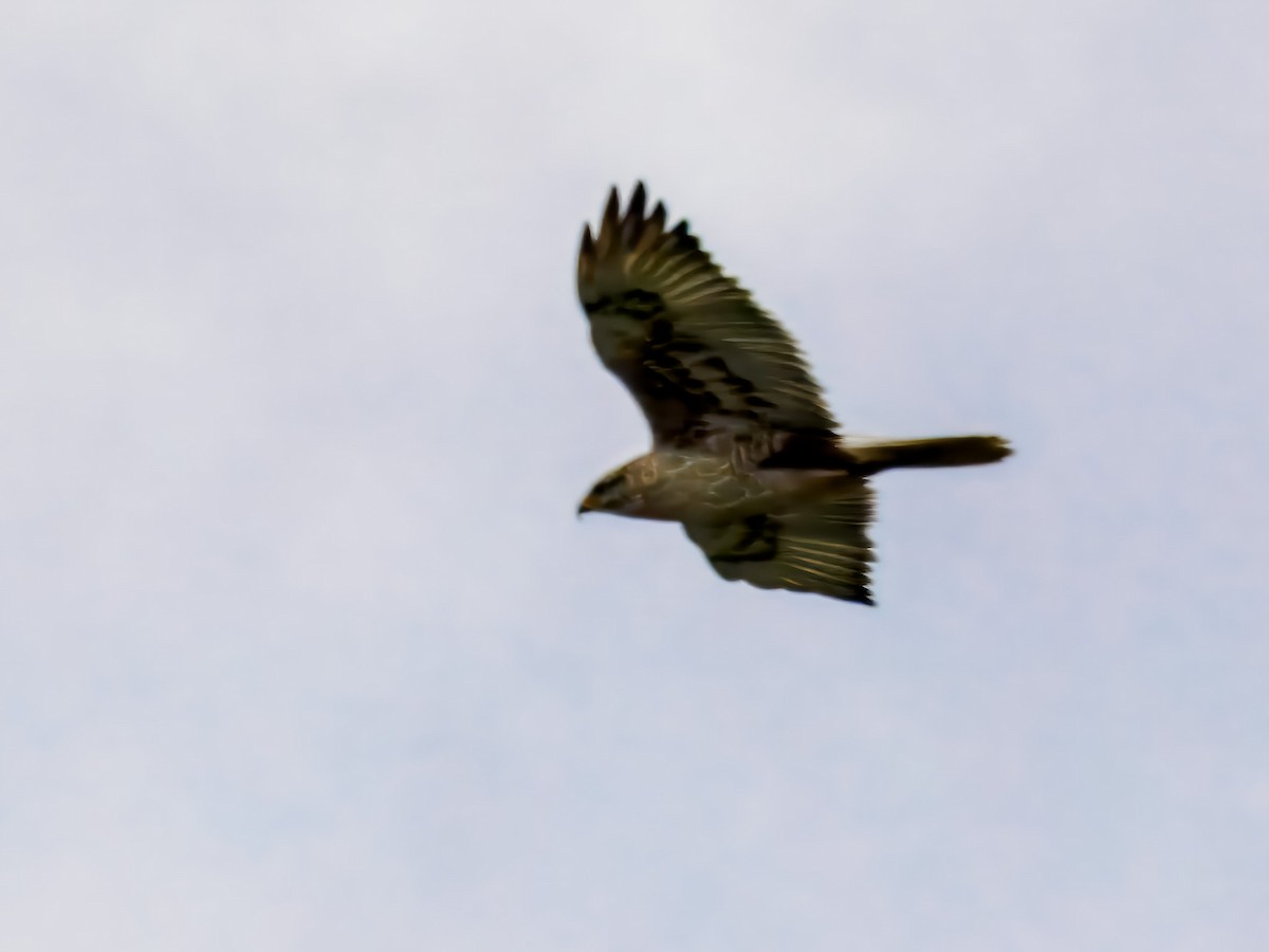 Ferruginous Hawk - ML647508737