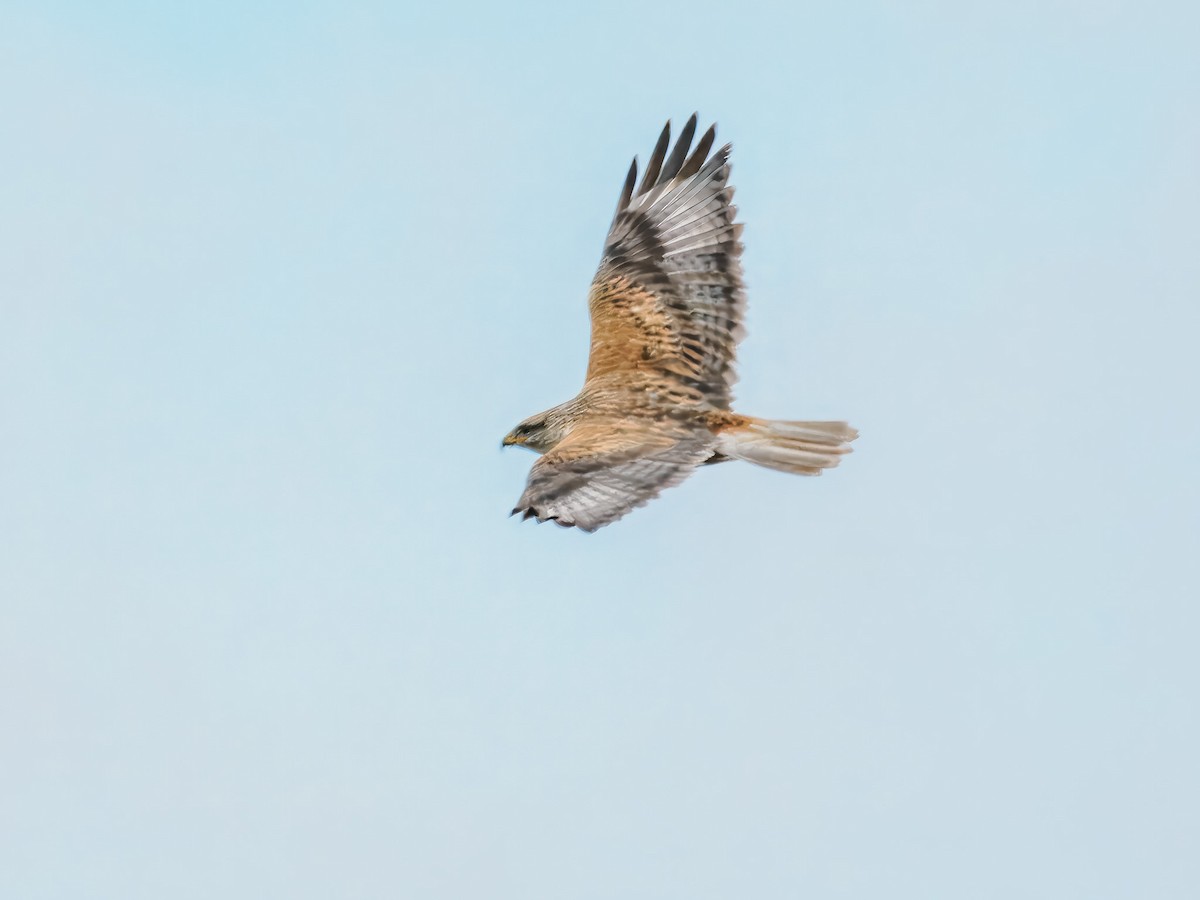 Ferruginous Hawk - ML647508738