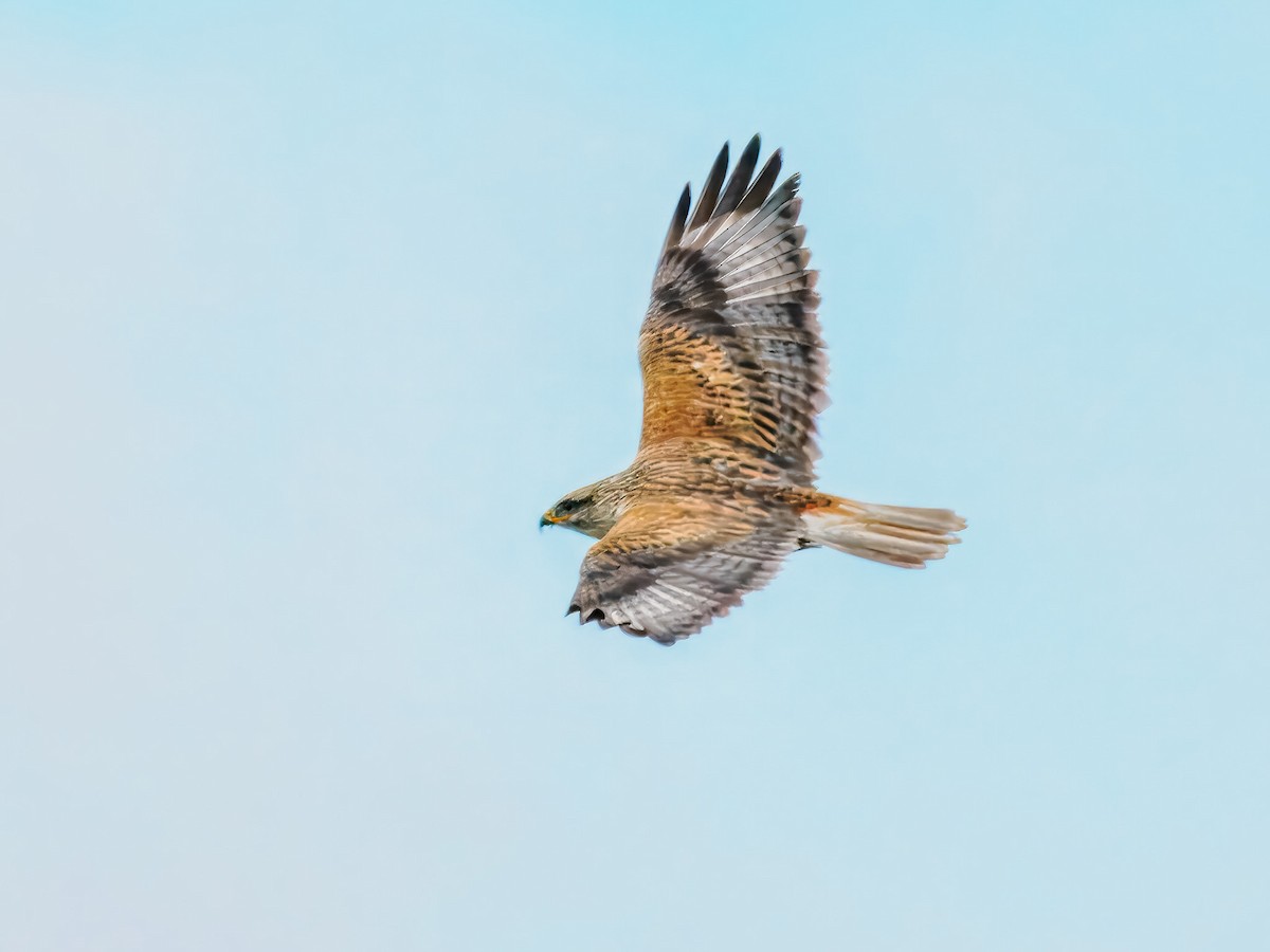 Ferruginous Hawk - ML647508739