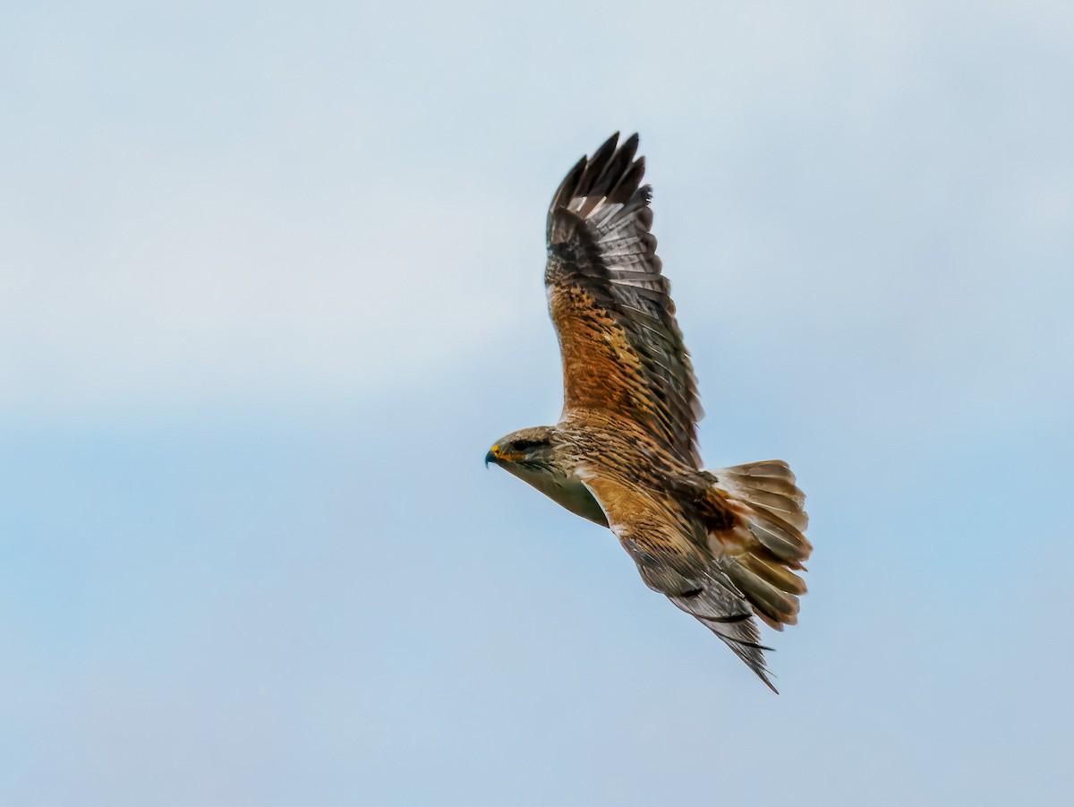 Ferruginous Hawk - ML647508740