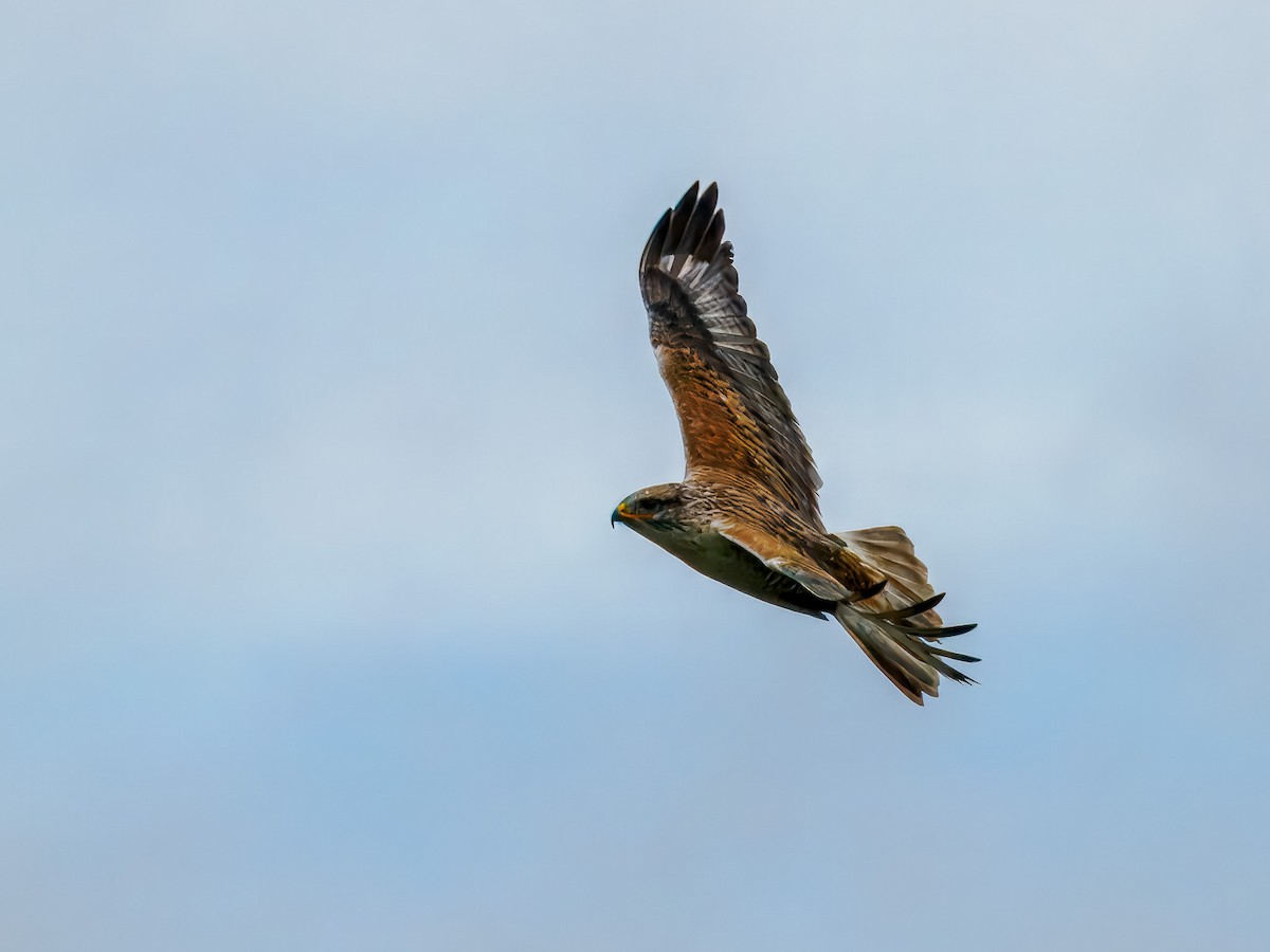 Ferruginous Hawk - ML647508741