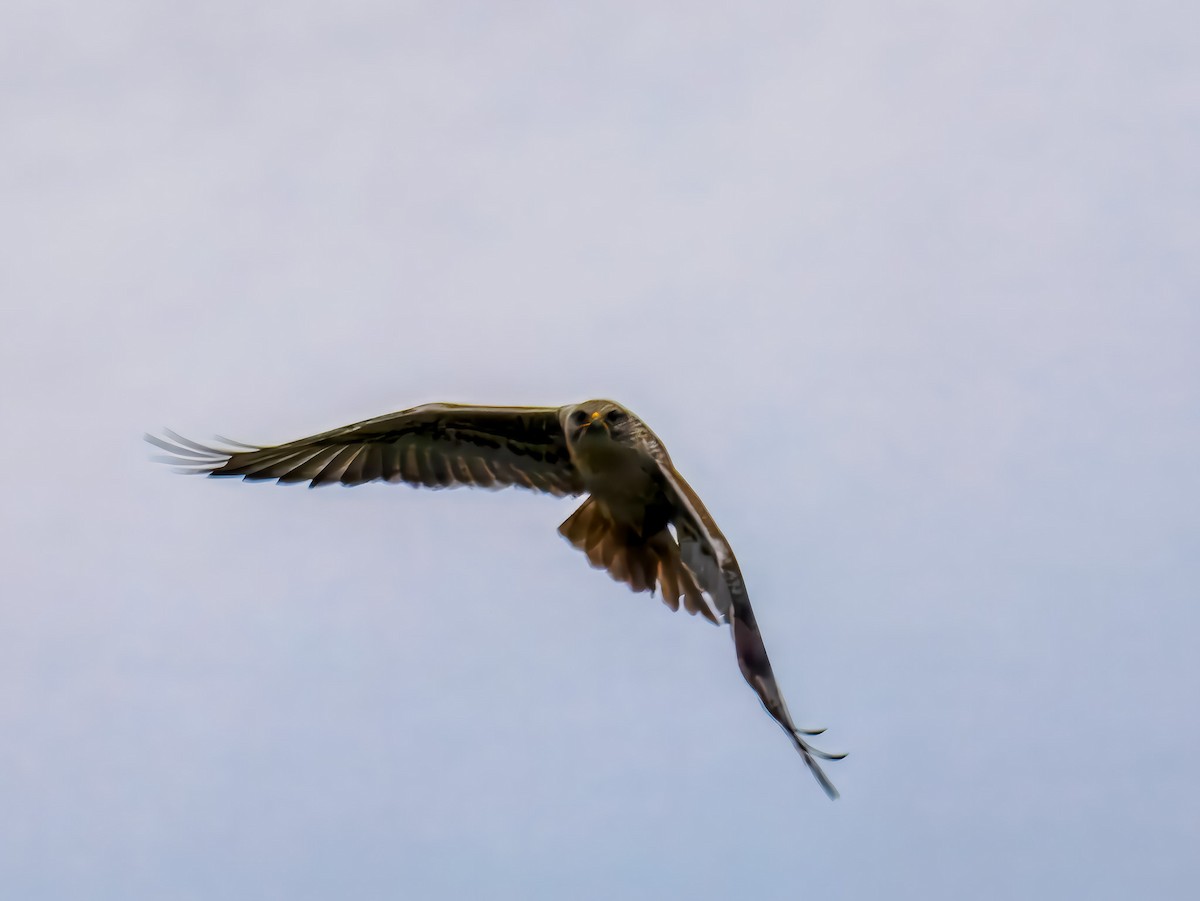 Ferruginous Hawk - ML647508742
