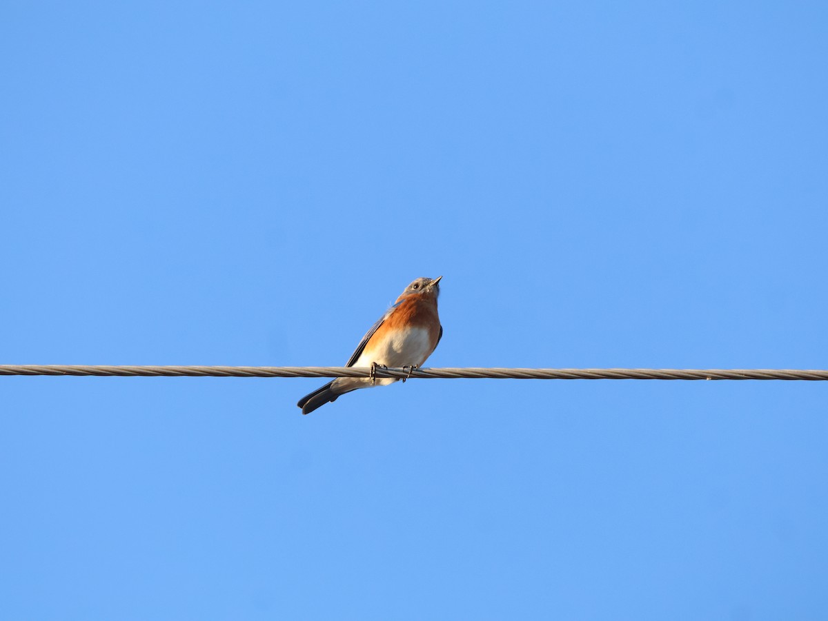 Eastern Bluebird - ML647508743