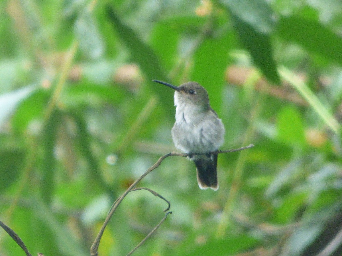 Olive-spotted Hummingbird - ML647508745