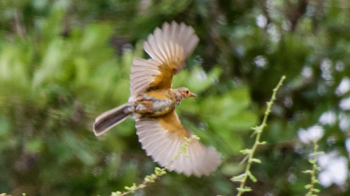 Kurrichane Thrush - ML647508746