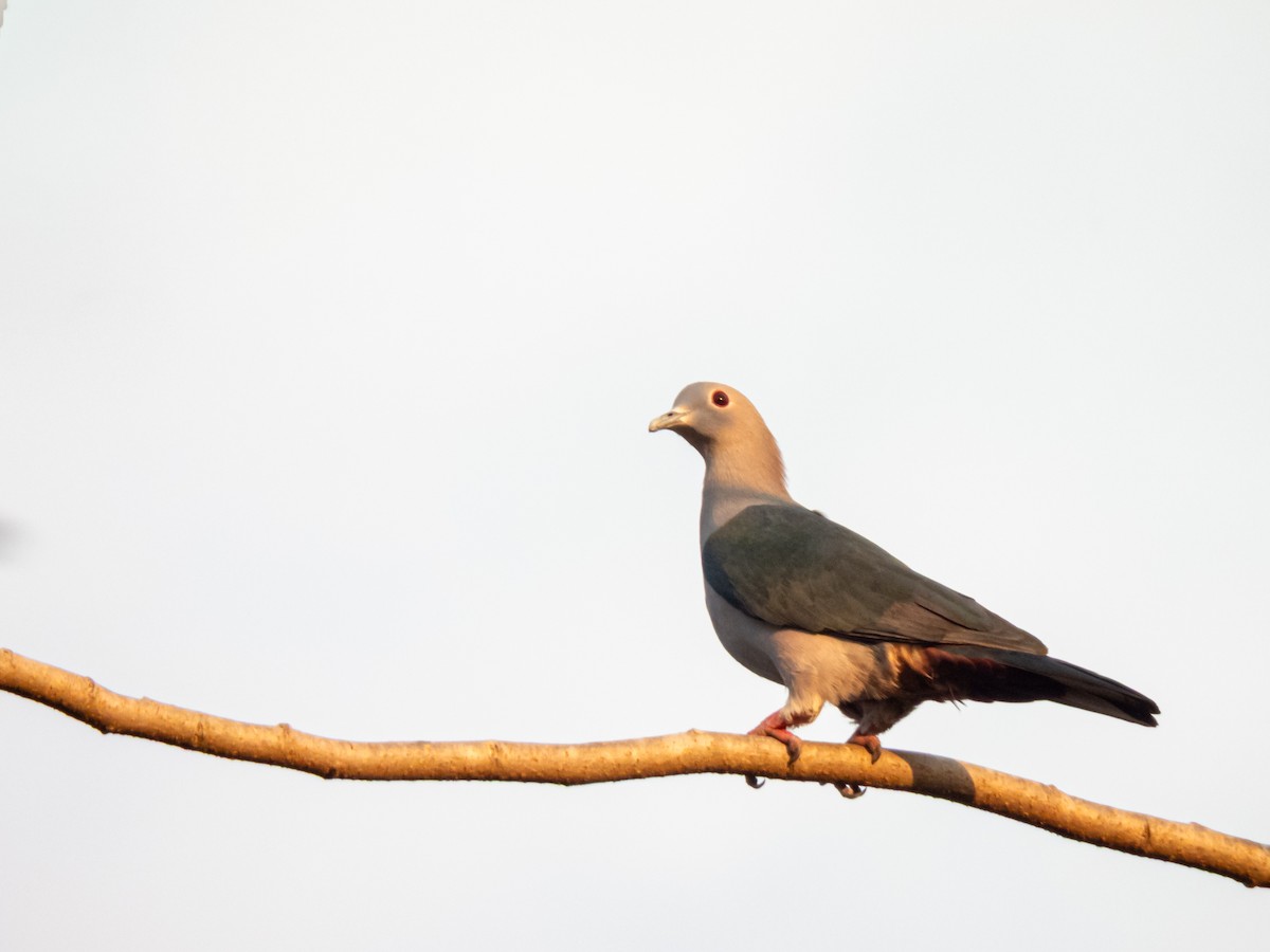 Green Imperial-Pigeon (Green) - ML647508756