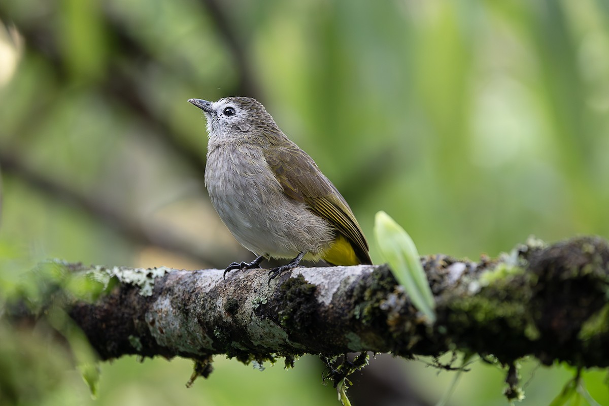 Pale-faced Bulbul - ML647508771