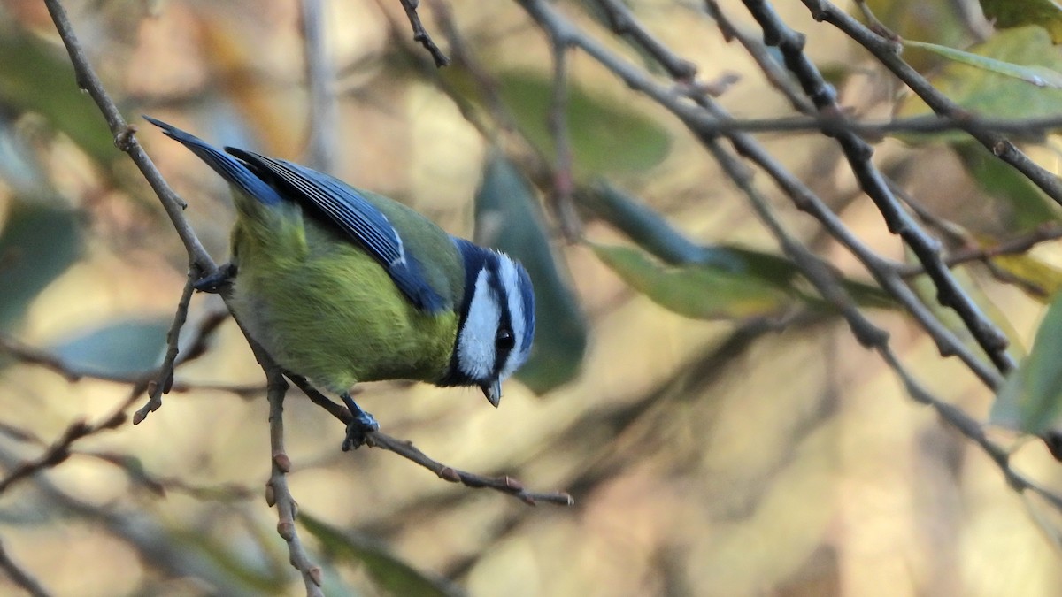 Eurasian Blue Tit - ML647508773