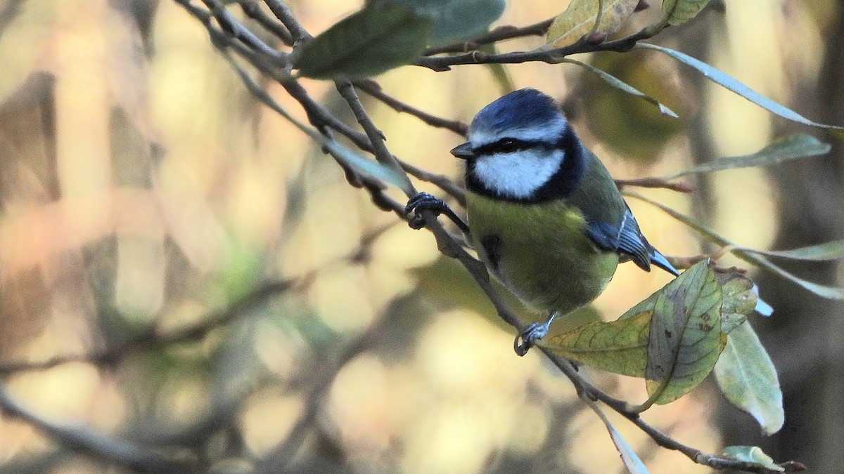 Eurasian Blue Tit - ML647508774