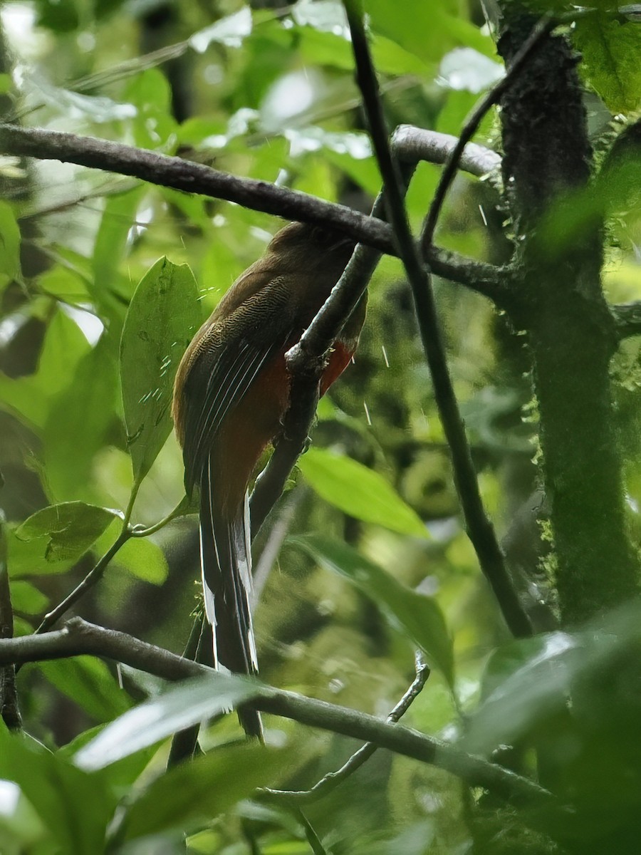 Трогон червоноголовий - ML647508778