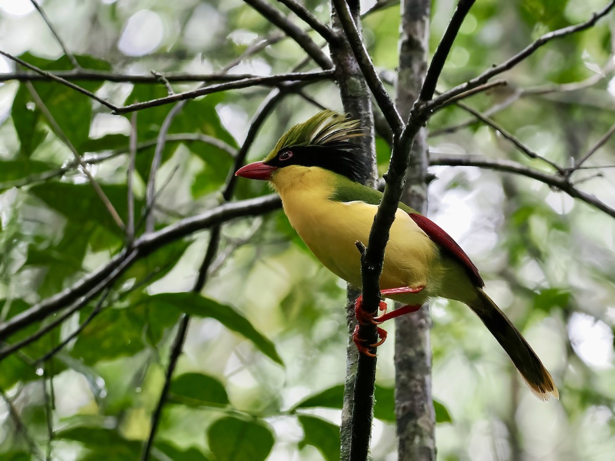 gulbrystskjære - ML647508791