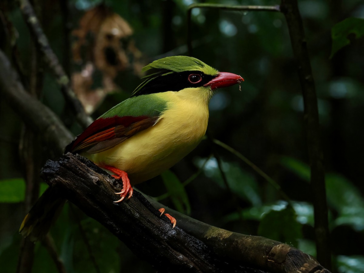 gulbrystskjære - ML647508792