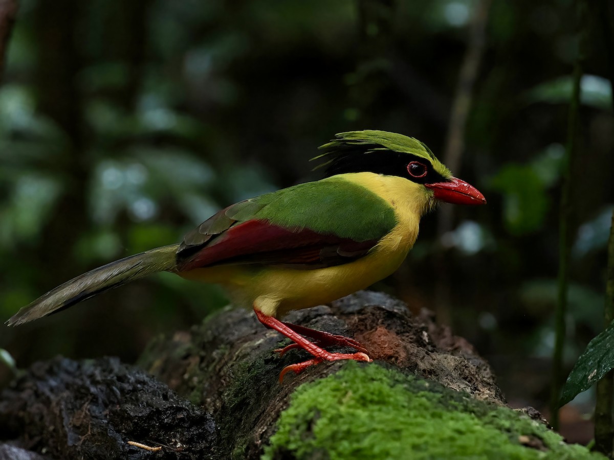 gulbrystskjære - ML647508793