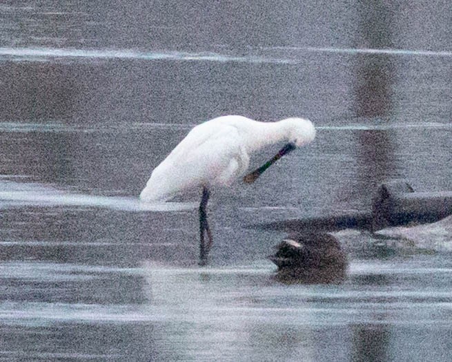 skjestork - ML647508795