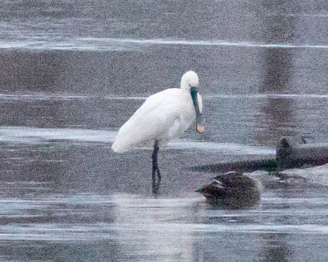 skjestork - ML647508796