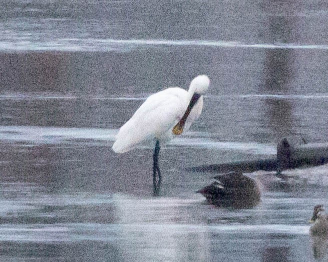 skjestork - ML647508797