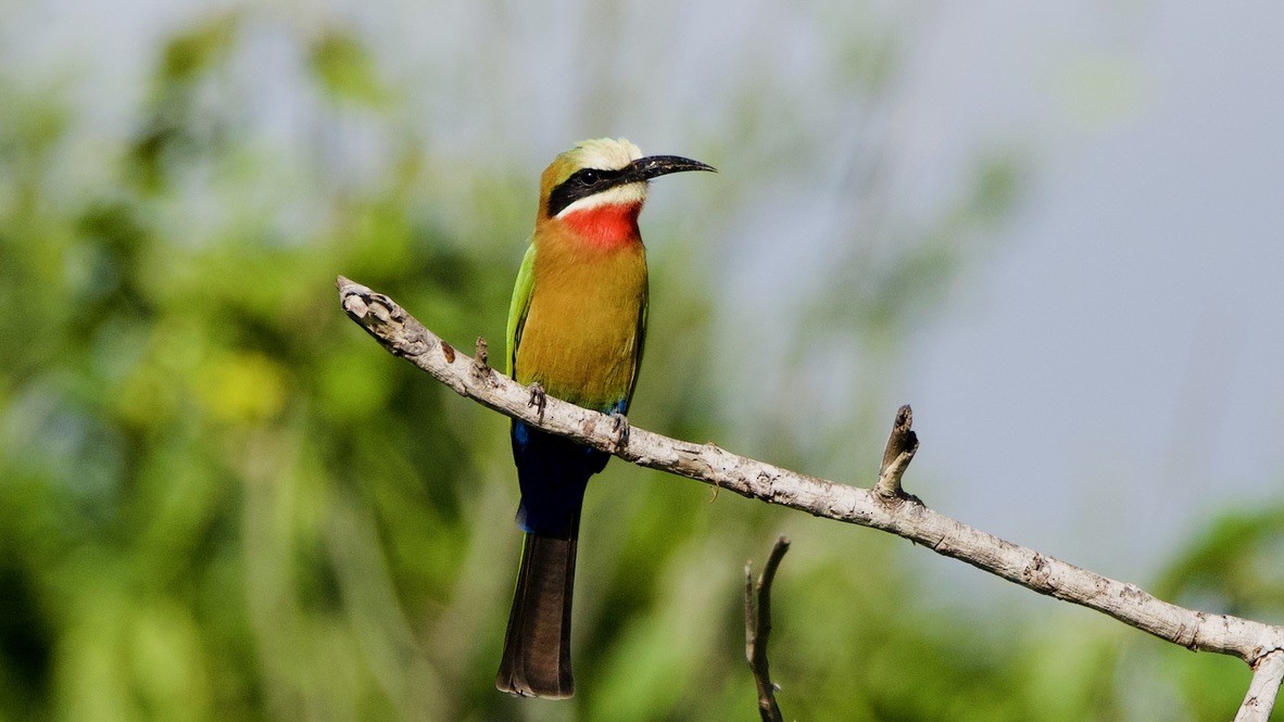 hvitpannebieter - ML647508799