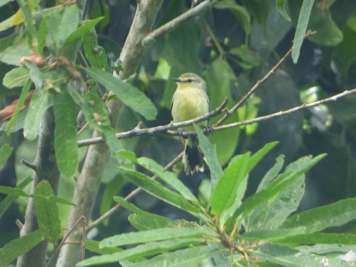 småviftetyrann - ML647508800