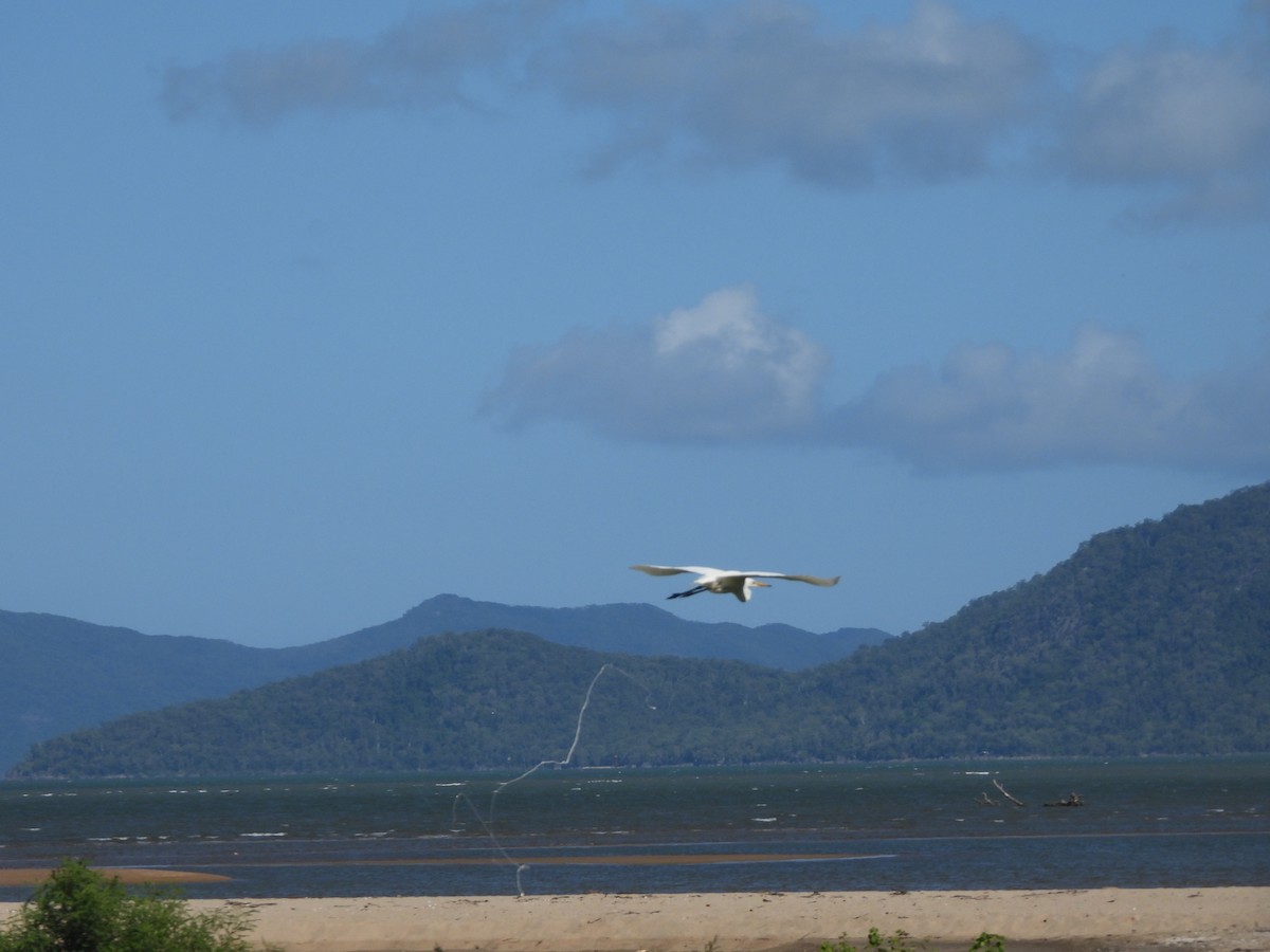 egretthegre - ML647508801