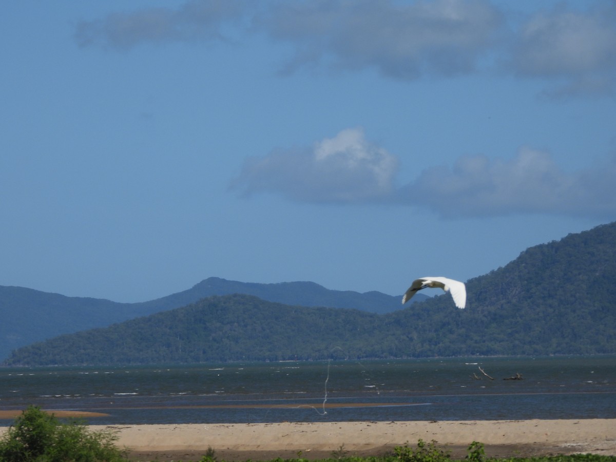 egretthegre - ML647508802