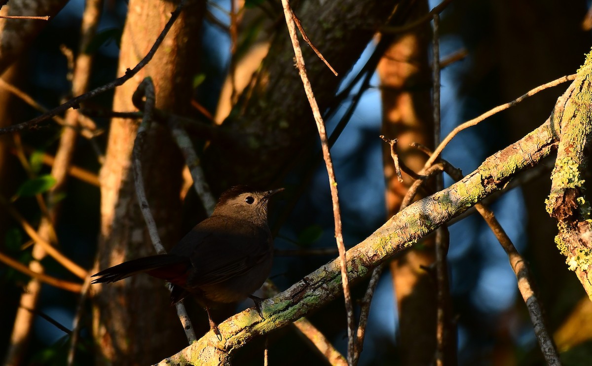 nordmyggsmett - ML647508804