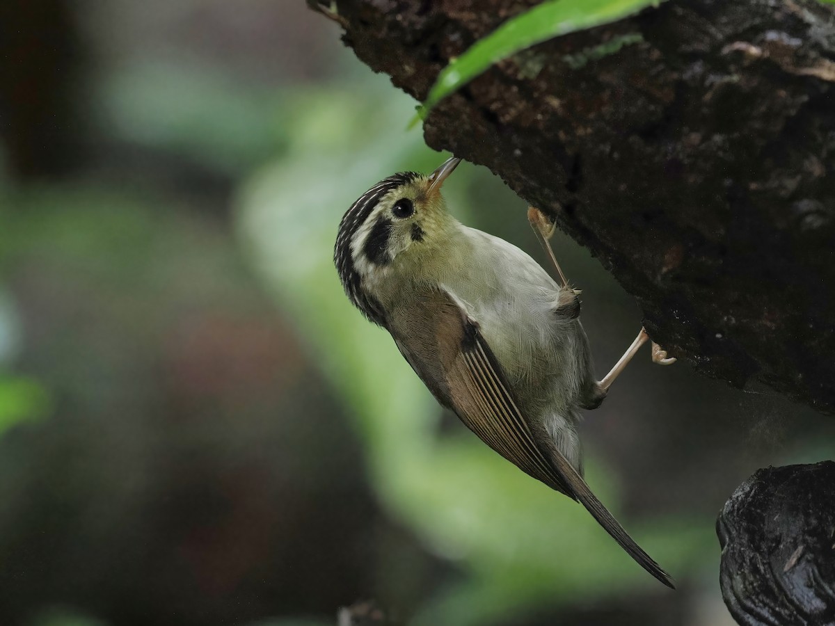 langbianfulvetta - ML647508805