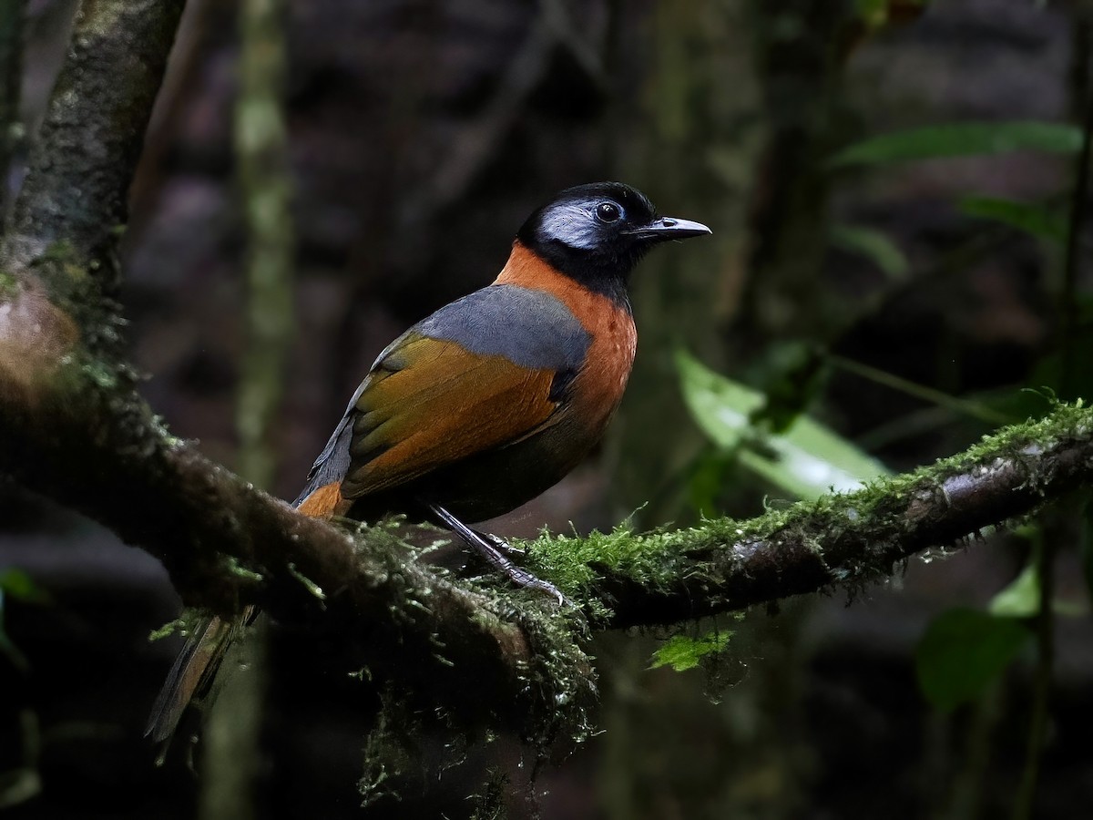 ildkragelattertrost - ML647508808