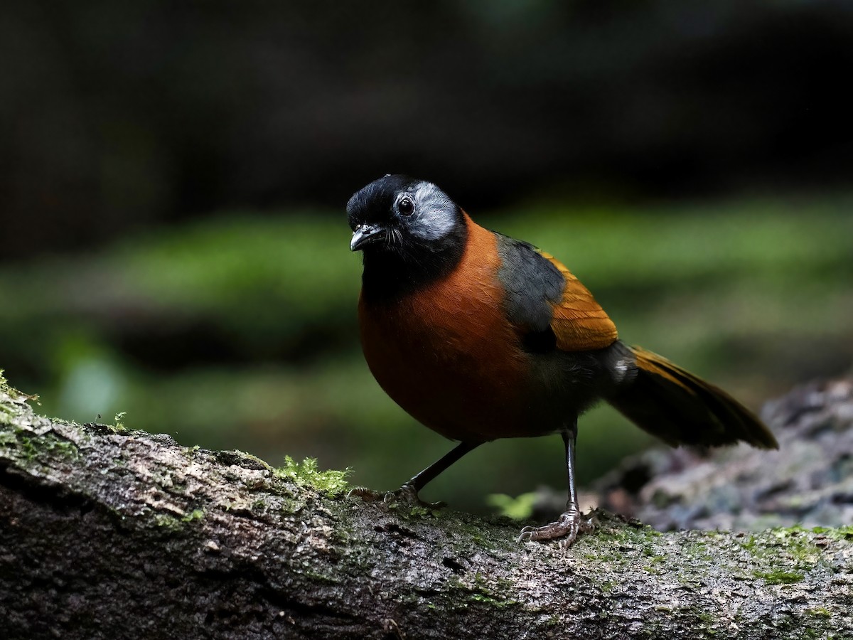 ildkragelattertrost - ML647508809