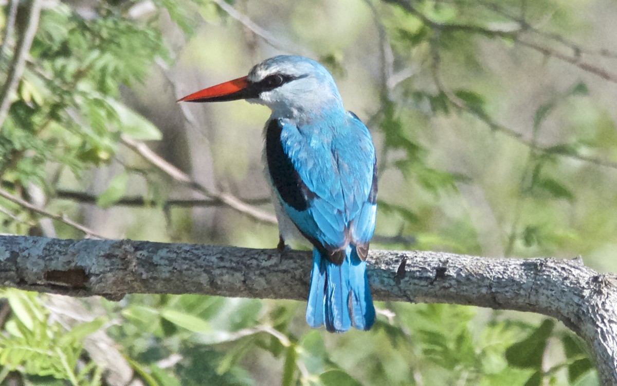 lundisfugl - ML647508810