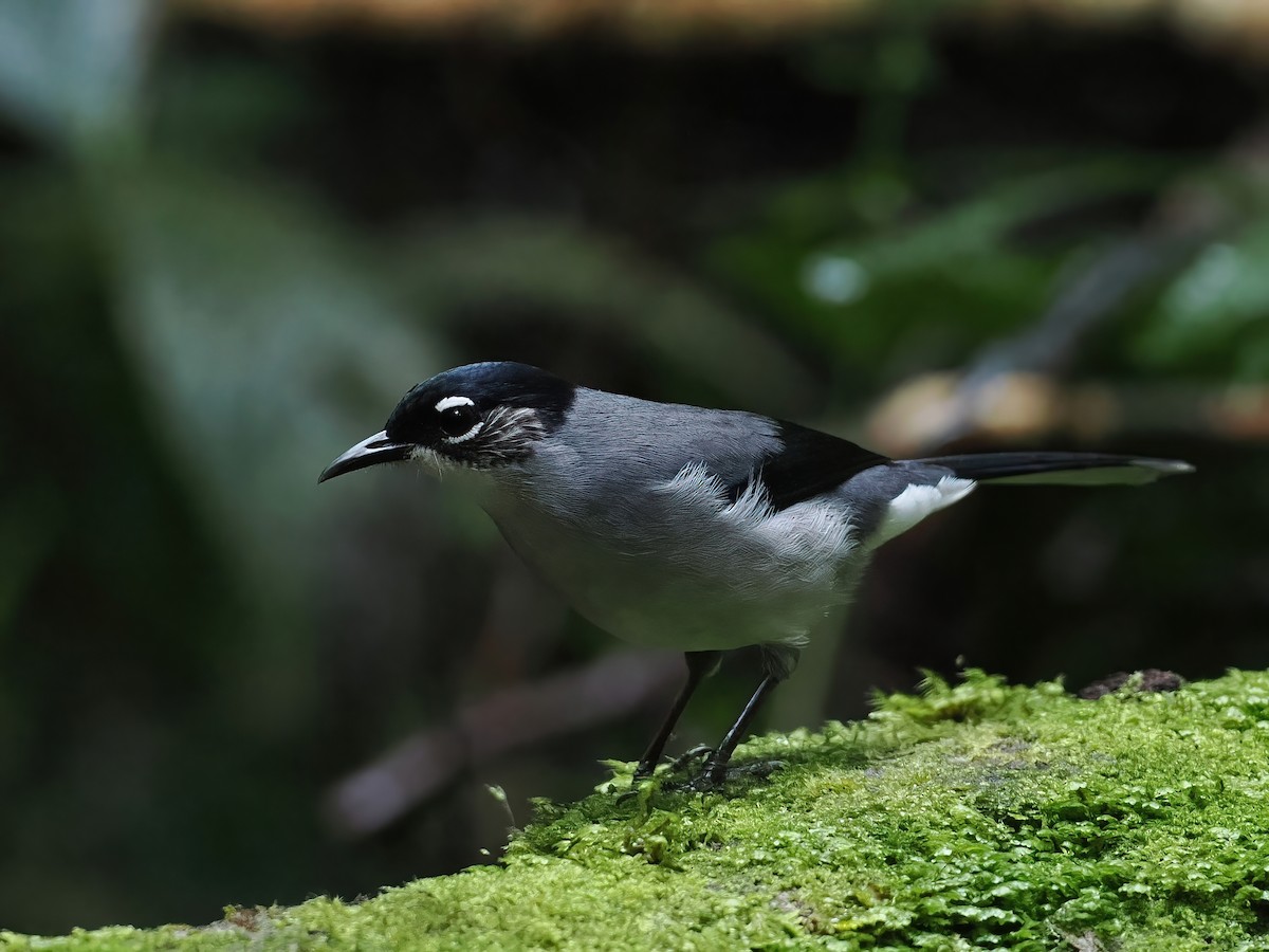 svarthodesibia (robinsoni) - ML647508812