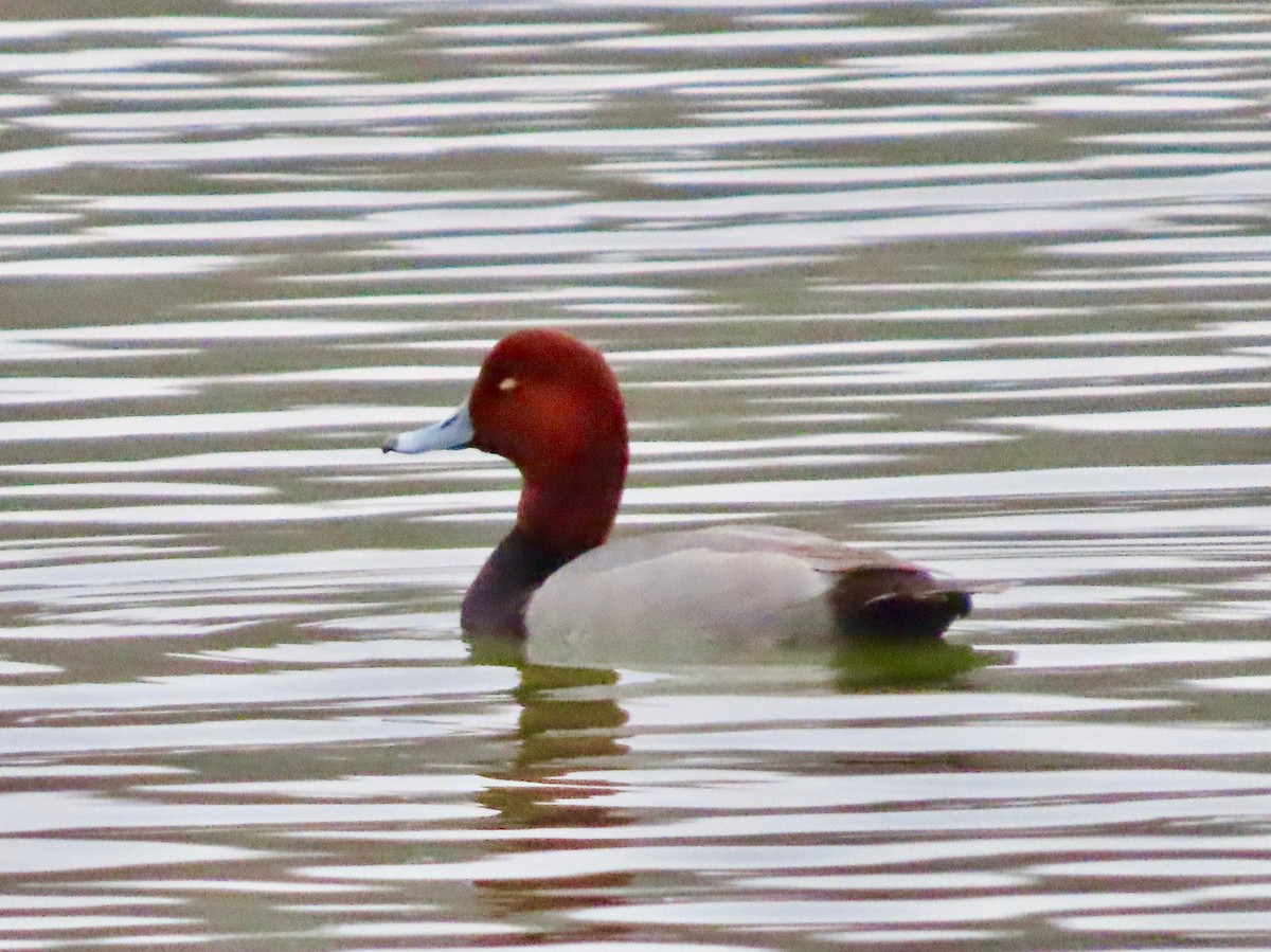 kobberhodeand - ML647508813