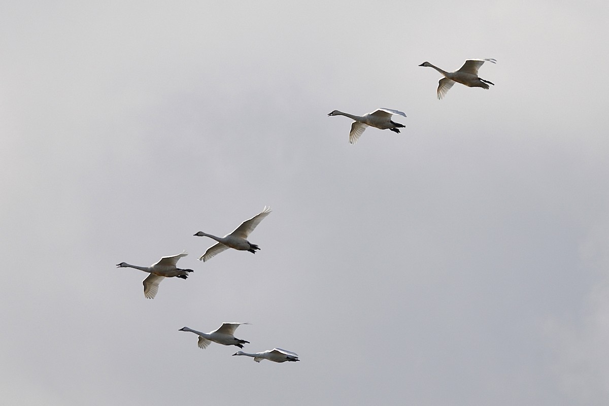 dvergsvane - ML647508814