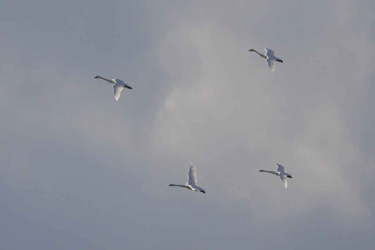 dvergsvane - ML647508815