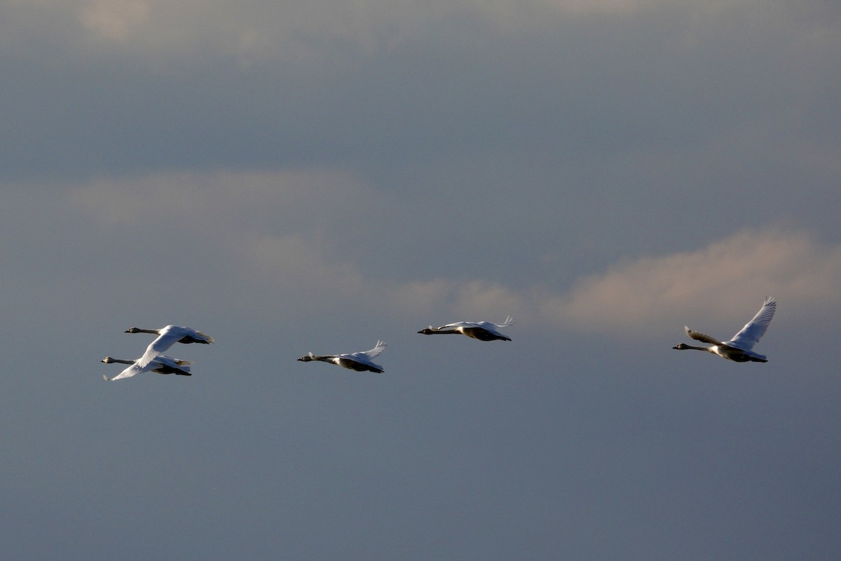 dvergsvane - ML647508816