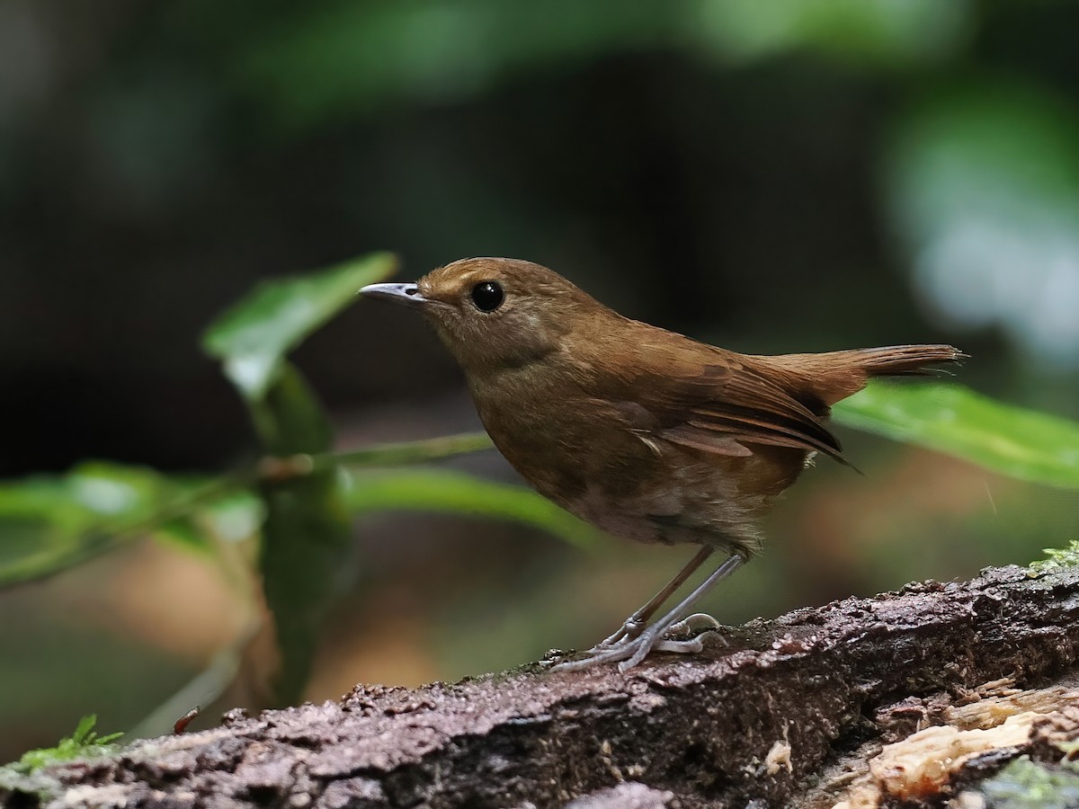 alvekortvinge - ML647508820