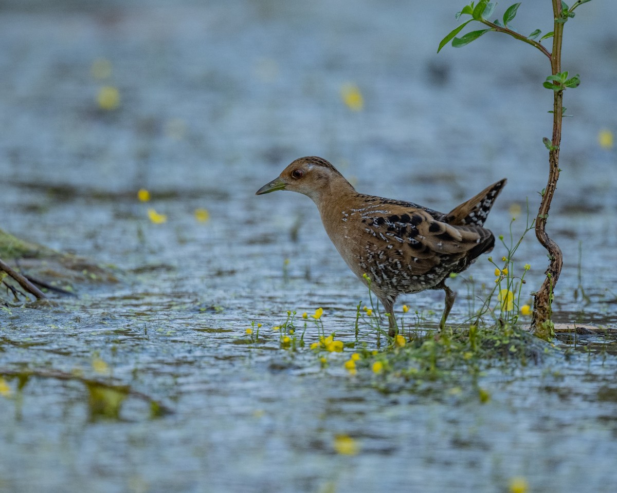 dvergrikse - ML647508823