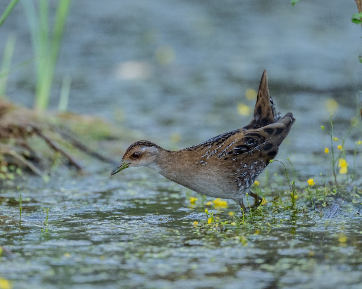 dvergrikse - ML647508824