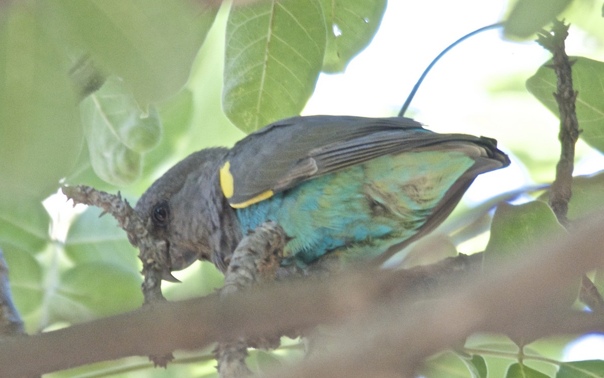 gulissepapegøye - ML647508833