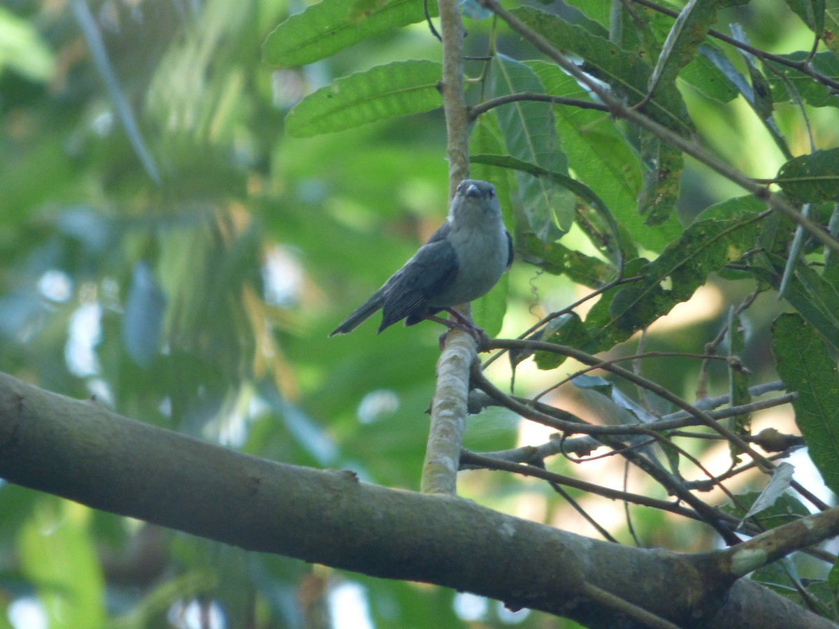 perlebrystkjeglenebb - ML647508842